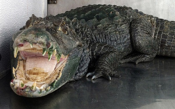Tên trộm vừa thoát được cảnh sát thì bị cá sấu ăn thịt