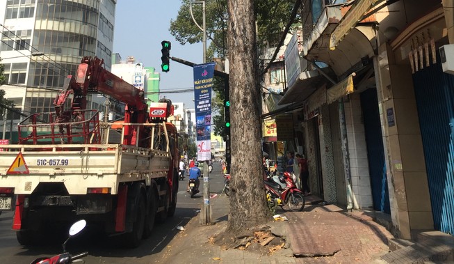 Cây dầu cổ thụ bị đốn hạ vì làm hư hại mặt đường