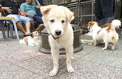 Tiếng kêu thảm của chú chó Tony!