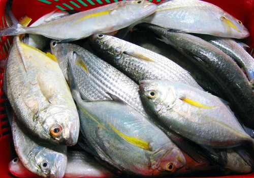 Quảng Ngãi chỉ đạo về xác nhận hải sản an toàn cho ngư dân