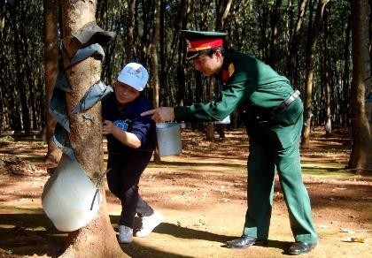 Giám đốc và trợ lý bị truy tố vì phá hàng trăm hecta rừng