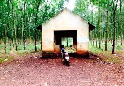 Một thanh niên chết trong tư thế bất thường ở nông trường cao su