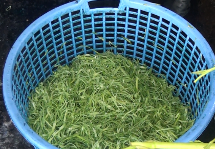 Bắt giữ hơn 1,5 tấn rau muống bào ngâm hóa chất ở Củ Chi