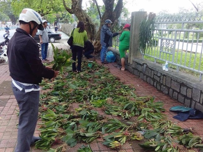 Huế: Lan rừng tấp nập về phố thị