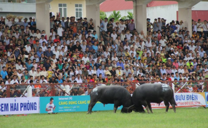 Những kháp đấu kịch tính tại lễ hội chọi trâu Đồ Sơn