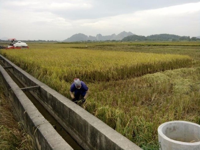 Nông dân Hải Phòng gặt lúa chạy bão số 7