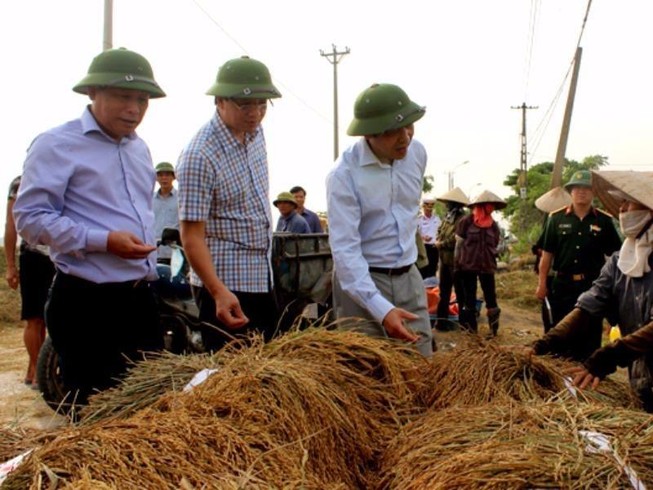 Toàn dân gấp rút gặt sớm cứu lúa trước bão số 7