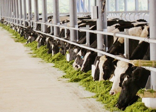 28 chuyến bay đặc biệt vận chuyển bò về Việt Nam