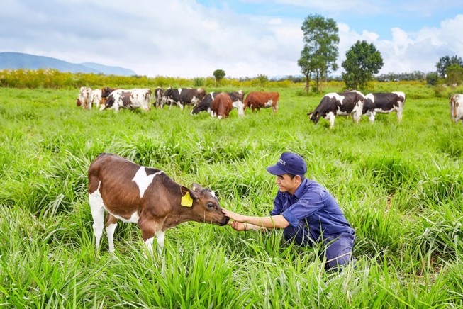 Cấp chứng nhận cho trang trại bò organic Việt Nam