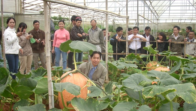 Chiêm ngưỡng những trái bí khổng lồ ở Đà Lạt