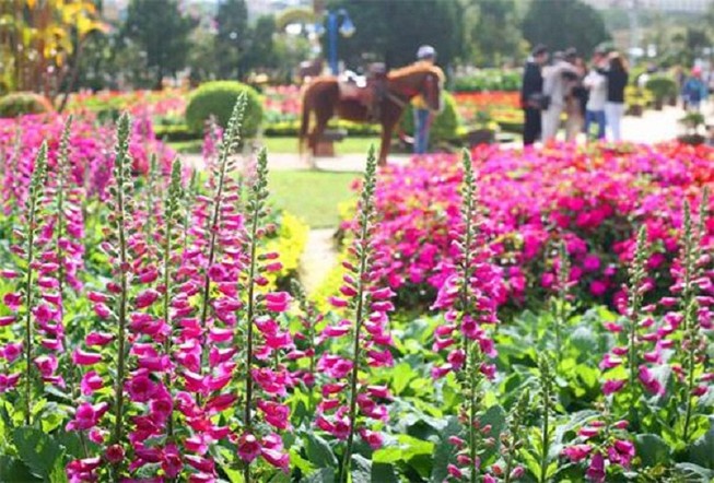 Đà Lạt ‘trải thảm đỏ’ đón du khách dự Festival hoa