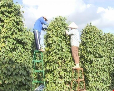 Bác thông tin thương lái Trung Quốc thao túng giá tiêu