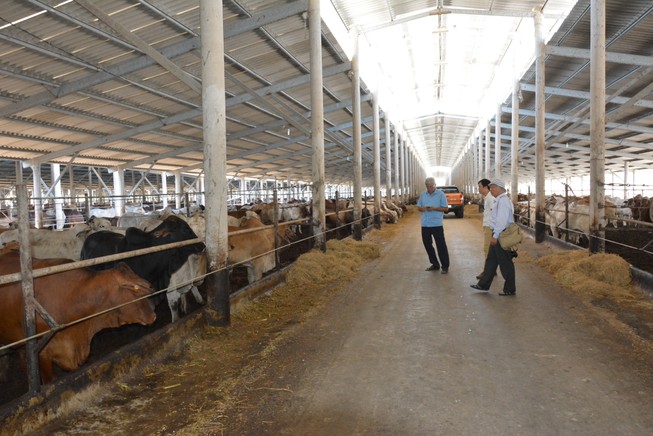 Giám đốc kiếm triệu đô nhờ vỗ béo bò Úc