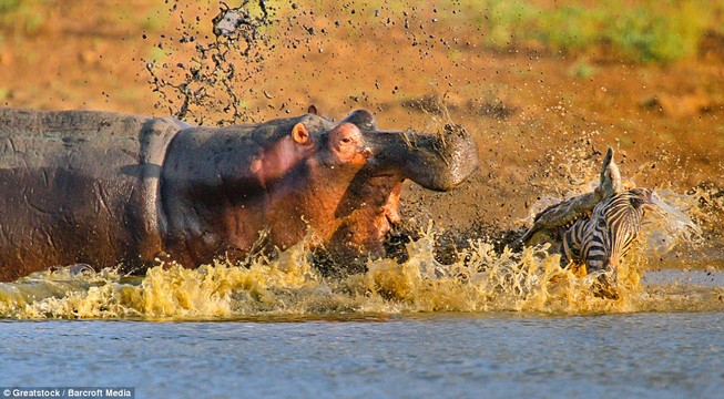 Hà Mã tấn công chú cá sấu 'tham ăn'