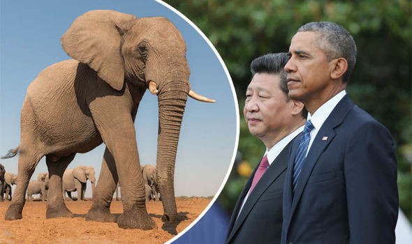 Obama và Tập Cận Bình bắt tay cứu voi châu Phi