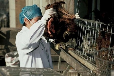 Ca nhiễm H7N9 đầu tiên tại phía Đông Trung Quốc
