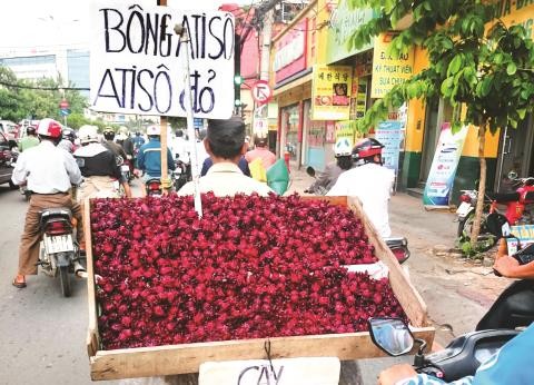 "Thần dược' atiso đỏ có trị được bách bệnh?