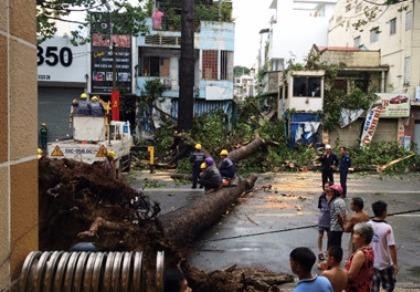 Thanh niên bị cây cổ thụ đè đã tử vong