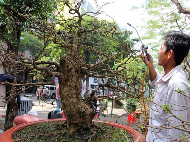 Ngắm 'cụ' mai vàng ra giá 2,7 tỉ đồng ở chợ hoa xuân