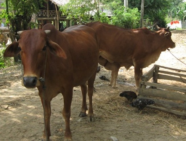 Hi hữu con trai bắt trộm bò của cha