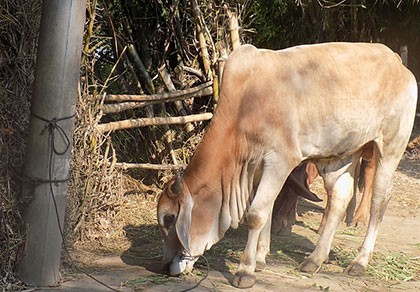 Mất bò, chủ đi kiếm thì chỉ còn... bộ lòng