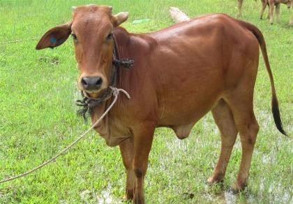 Cho rằng bị xúc phạm danh dự, bắt bò để đền bù