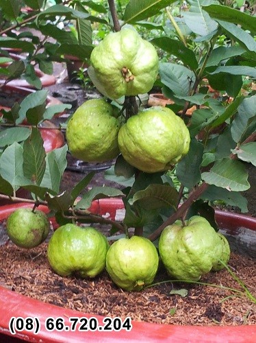 Thí điểm thành công giống ổi trồng trong chậu cho nhiều trái