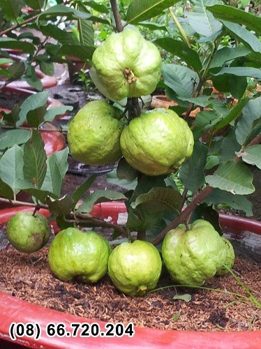 Giống ổi mới chuyên trồng chậu nhiều trái