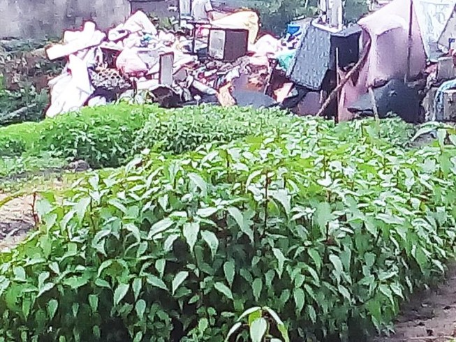 Rau đay cạnh bãi rác nhiễm vi khuẩn gây hại vượt mức