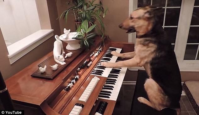 Clip chó chơi piano sành điệu