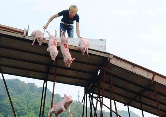 Quái chiêu cho heo “bay” để hút du khách