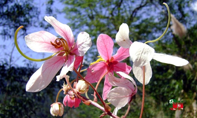 Chùm ảnh ngẩn ngơ hương sắc Muồng hoa đào
