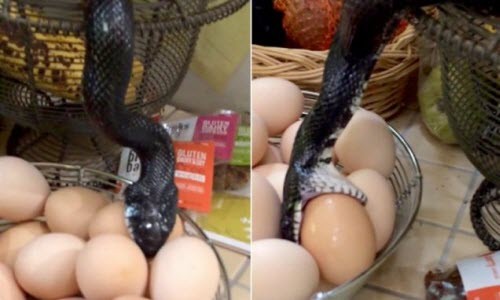 Kinh hoàng rắn “đột kích” nhà bếp nuốt sống trứng gà