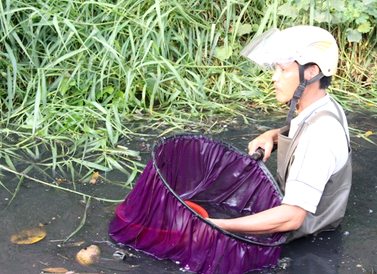Clip nghề vớt lăng quăng trên những dòng kênh 'chết'