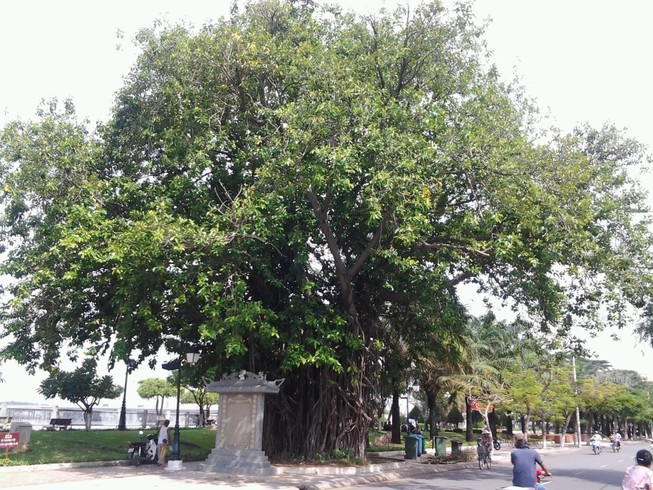 Những ‘cụ’ cây trăm tuổi ở Biên Hòa