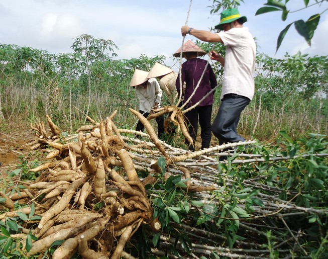 Dừng thu thuế để tháo gỡ khó khăn cho doanh nghiệp, người trồng sắn