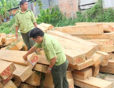 Vụ phá rừng pơ mu 'khủng': 'Nếu cán bộ tiếp tay, sẽ bị tước quân tịch'
