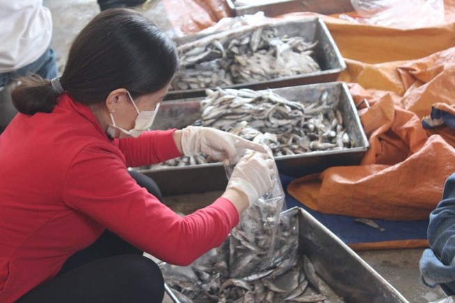 Sẽ tiêu hủy 70 tấn cá tồn kho sau sự cố do Formosa
