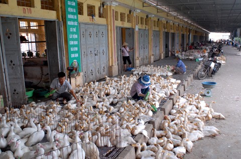 Lo ngại dịch cúm tràn vào Việt Nam