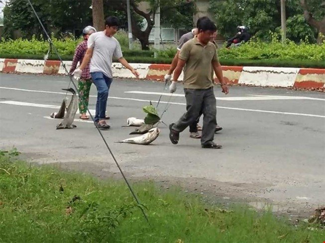 Công bố nguyên nhân cá chết tại Vũng Tàu