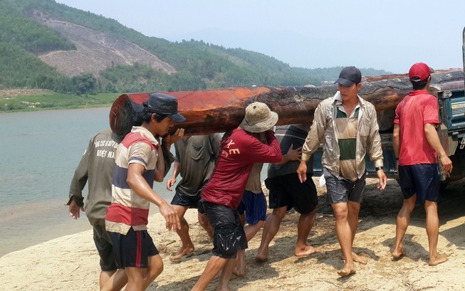 Bắt giữ gỗ lậu cất giấu dưới sông Vu Gia