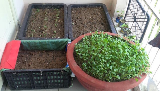 Xúc tiến đề án trồng rau sạch trên địa bàn trong tháng 4