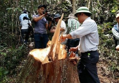 Làm rõ và xử nghiêm cán bộ để lâm tặc phá rừng Quảng Nam
