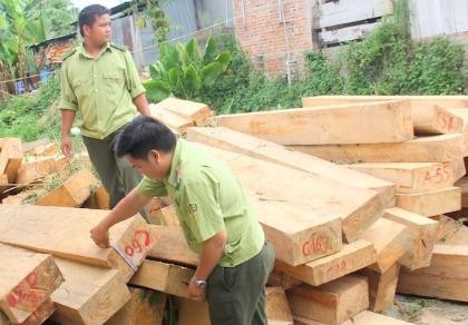 Ba lãnh đạo biên phòng bị tạm đình chỉ vì vụ phá rừng pơ mu