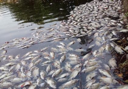Nguyên nhân ban đầu vụ cá chết trắng hồ ở Đà Nẵng