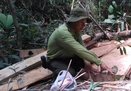 Phát hiện 164 phách gỗ Pơ mu gần cửa khẩu Nam Giang