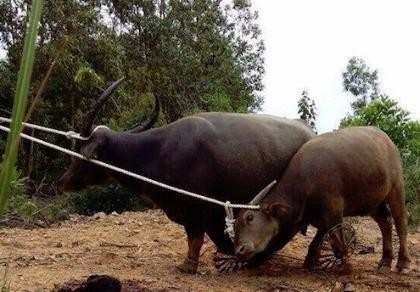 Hai con 'trâu điên' chuyên tấn công người dân đã sập bẫy thợ săn