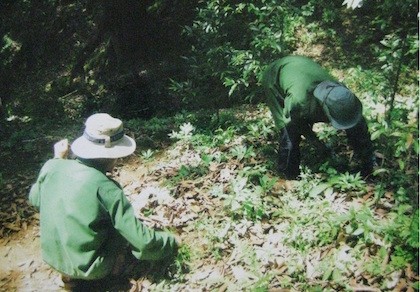 Sâm Ngọc Linh là 'tài sản' sở hữu của Quảng Nam và Kon Tum