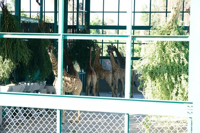 Bác bỏ thông tin thú nuôi bị chết trong vườn thú Safari Phú Quốc
