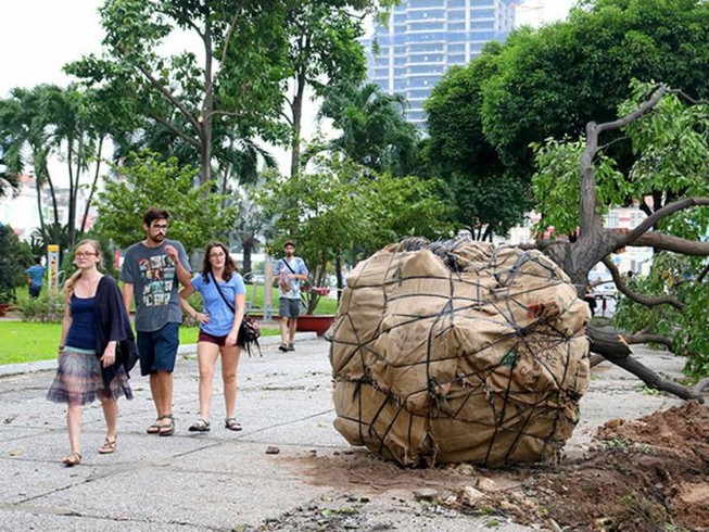 Chùm ảnh: Bứng dưỡng và đốn hạ 75 cây xanh làm metro